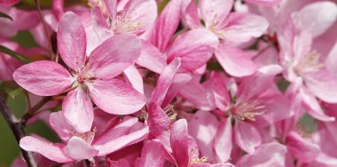 Ukrayna 'da baharda çiçek açan elma ağacı