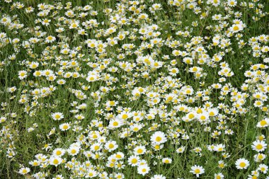 Beyaz papatya çiçekleri tarlayı kaplıyor.