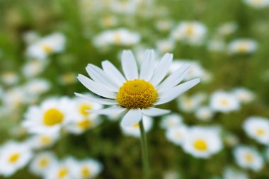 Beyaz papatya çiçekleri tarlayı kaplıyor.