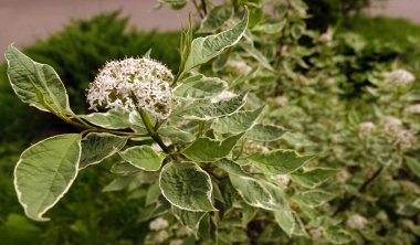 Çiçekler Derain beyaz çalı, baharda açan küçük çiçekler.