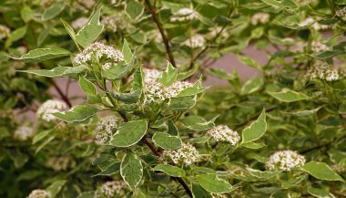 Çiçekler Derain beyaz çalı, baharda açan küçük çiçekler.