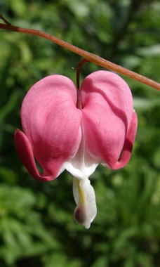 Merkezin çiçekleri güzel, kalp güzel, Kuzey Amerika 'nın merkezi, merkez muhteşem.,