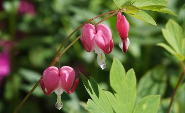 Merkezin çiçekleri güzel, kalp güzel, Kuzey Amerika 'nın merkezi, merkez muhteşem.,