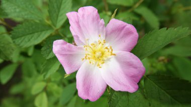 Köpek gülü çiçeği. Yaklaş.