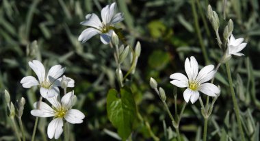 Orta boy yıldız çiçekleri baharın başlarında açar.