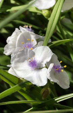 Flowers of Tradescantia riverine or myrtle leaf close-up are very delicate and beautiful clipart