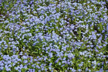 Kiev şehrinin parklarına dikilmiş mavi çiçekli 