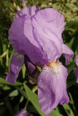 İris farklı renkler ve gölgelerle büyük çiçekler açar.