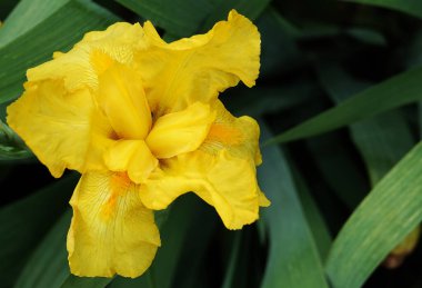 İris farklı renkler ve gölgelerle büyük çiçekler açar.