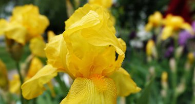 İris farklı renkler ve gölgelerle büyük çiçekler açar.