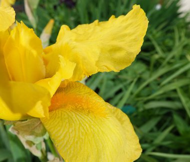 İris farklı renkler ve gölgelerle büyük çiçekler açar.