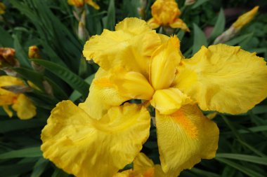 İris farklı renkler ve gölgelerle büyük çiçekler açar.