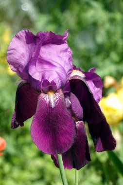 İris farklı renkler ve gölgelerle büyük çiçekler açar.