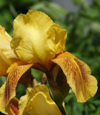 İris farklı renkler ve gölgelerle büyük çiçekler açar.