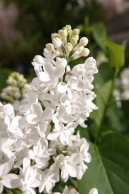 İlkbaharda, leylak ağaçları büyük küçük çiçek kümeleri halinde çiçek açar.