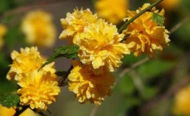 Sarı Kerria çiçeklerinin yakın çekimi çok narin ve güzeldir.