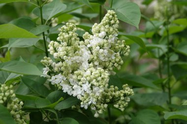 İlkbaharda, leylak ağaçları büyük küçük çiçek kümeleri halinde çiçek açar.
