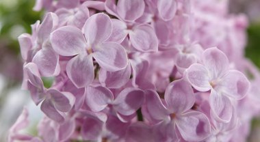 İlkbaharda, leylak ağaçları büyük küçük çiçek kümeleri halinde çiçek açar.