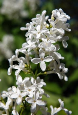 İlkbaharda, leylak ağaçları büyük küçük çiçek kümeleri halinde çiçek açar.