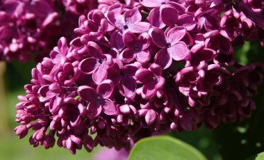 İlkbaharda, leylak ağaçları büyük küçük çiçek kümeleri halinde çiçek açar.