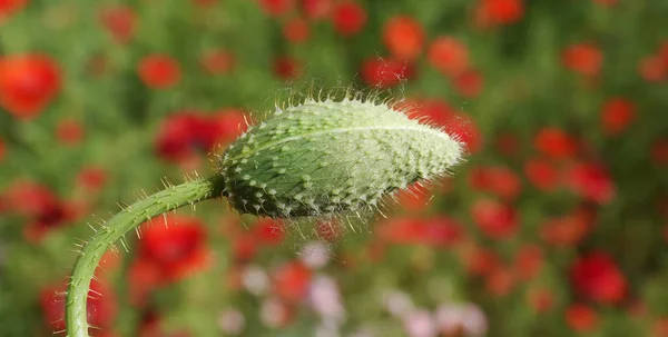 Papavero Una Gemma Che Prepara Rilasciare Petali Fiore — Foto Stock