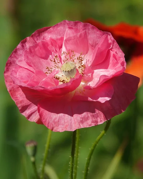 Flor Primavera Poppy Com Grandes Flores Rosa — Fotografia de Stock