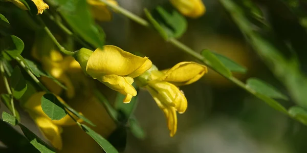 Robinia Flowers Pseudo Acacia Blooming Early Summer — Stock Photo, Image