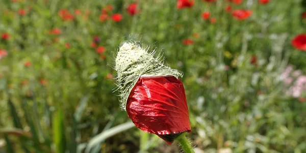 Poppy Botão Preparando Para Liberar Pétalas Flores — Fotografia de Stock