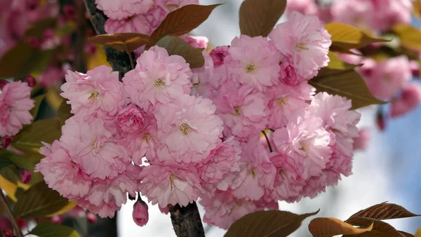 Kiev Şehrinin Parklarında Çiçek Açan Sakura Ağacı Pınarı — Stok fotoğraf