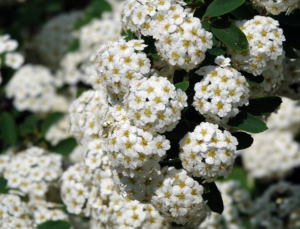 Blütensträucher Spirea Cantonese Blüht Frühling Mit Großen Trauben Von Kleinen — Stockfoto