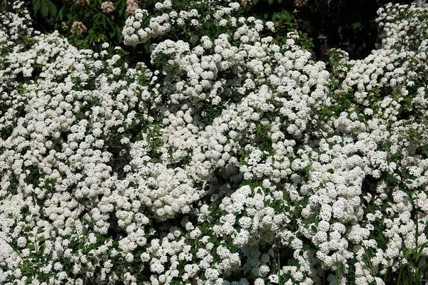 Blütensträucher Spirea Cantonese Blüht Frühling Mit Großen Trauben Von Kleinen — Stockfoto