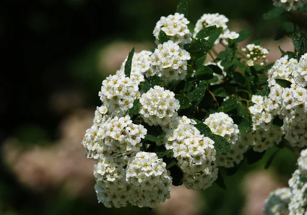 Blütensträucher Spirea Cantonese Blüht Frühling Mit Großen Trauben Von Kleinen — Stockfoto