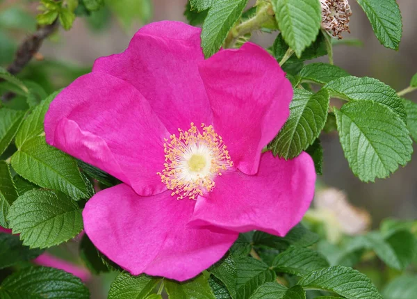 Drzewa Różane Biodra Kwitnące Czerwonymi Różowymi Kwiatami — Zdjęcie stockowe
