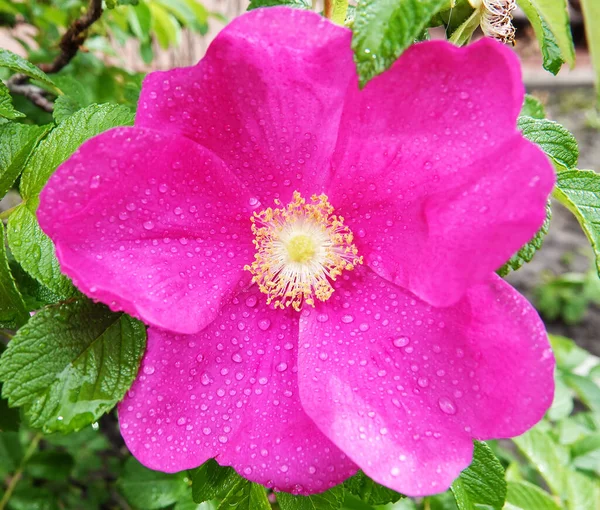 Drzewa Różane Biodra Kwitnące Czerwonymi Różowymi Kwiatami — Zdjęcie stockowe