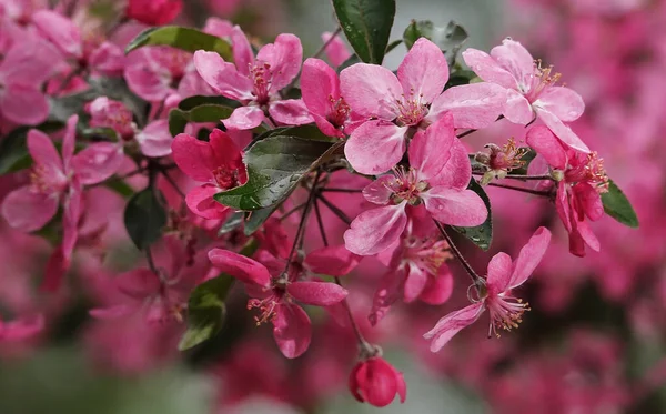 Ukrayna Baharda Çiçek Açan Elma Ağacı — Stok fotoğraf