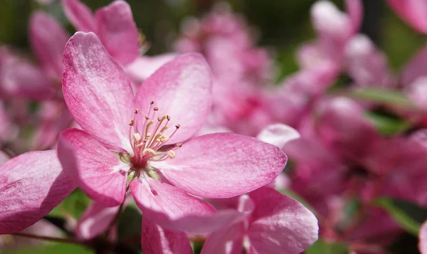 Blommande Äppelträd Våren Ukraina — Stockfoto