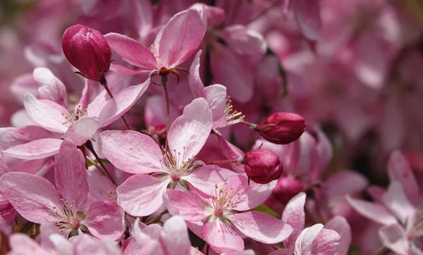 Blommande Äppelträd Våren Ukraina — Stockfoto