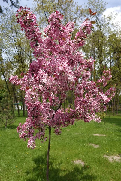 Kwitnące Jabłoń Wiosną Ukrainie — Zdjęcie stockowe