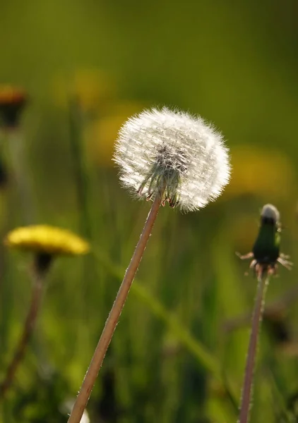 Löwenzahnblüten Mit Weißen Samen — Stockfoto