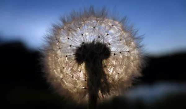 Gün Batımında Beyaz Tohumlu Karahindiba Çiçekleri — Stok fotoğraf