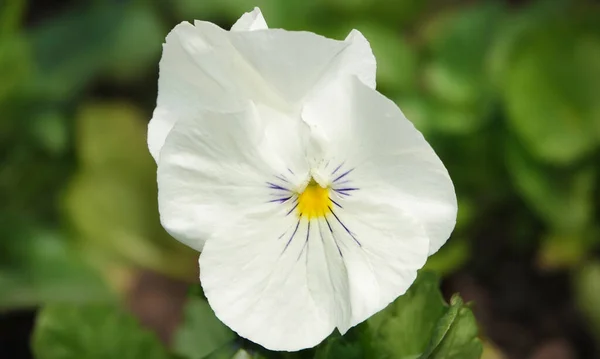 Fleurs Violet Field Wild Pansy Heartsease Gros Plan Beau Délicat — Photo