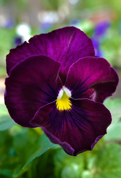 Flores Violet Field Wild Pansy Heartsease Close Bonito Delicado — Fotografia de Stock