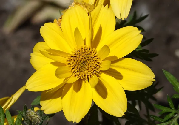 Flores Coreopsis Beira Mar Close Bonito Delicado — Fotografia de Stock