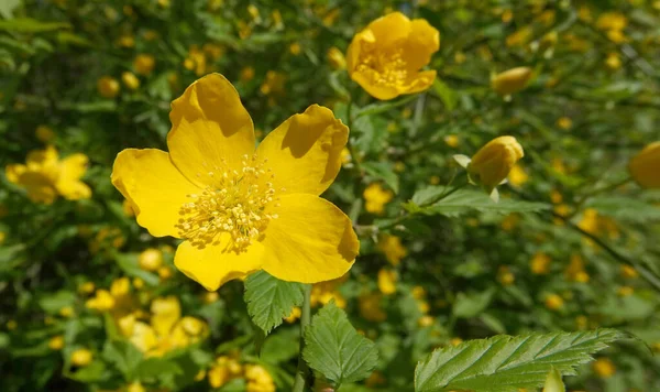 Millepertuis Fleurissant Printemps Avec Des Fleurs Jaunes — Photo