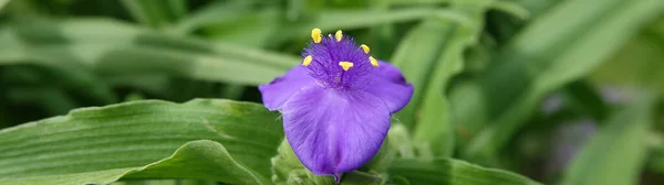 Flores Tradescantia Virginiana Primer Plano Muy Delicado Hermoso — Foto de Stock