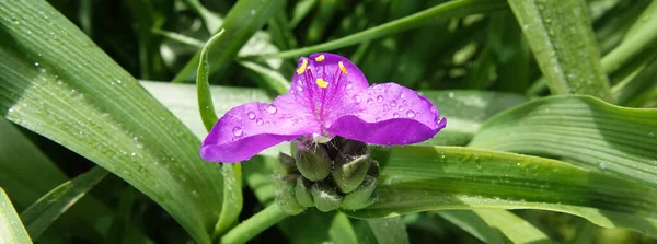 Flores Tradescantia Virginiana Primer Plano Muy Delicado Hermoso — Foto de Stock