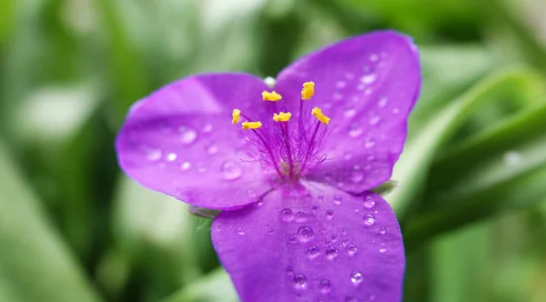 Kwiaty Tradescantia Virginiana Zbliżenie Bardzo Delikatne Piękne — Zdjęcie stockowe