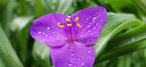 Kwiaty Tradescantia Virginiana Zbliżenie Bardzo Delikatne Piękne — Zdjęcie stockowe