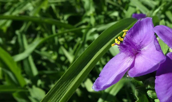 Kwiaty Tradescantia Virginiana Zbliżenie Bardzo Delikatne Piękne — Zdjęcie stockowe