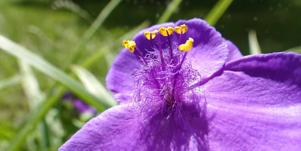 Kwiaty Tradescantia Virginiana Zbliżenie Bardzo Delikatne Piękne — Zdjęcie stockowe